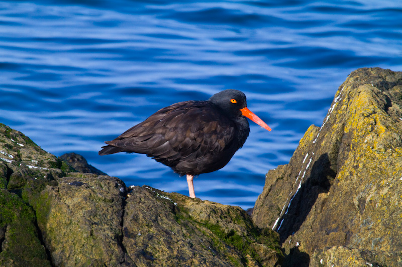 Black Oystercatcher